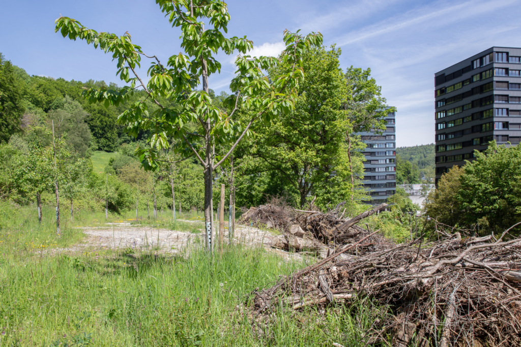 Obstgarten in Baden - Binding Preis für Biodiversität 2021
