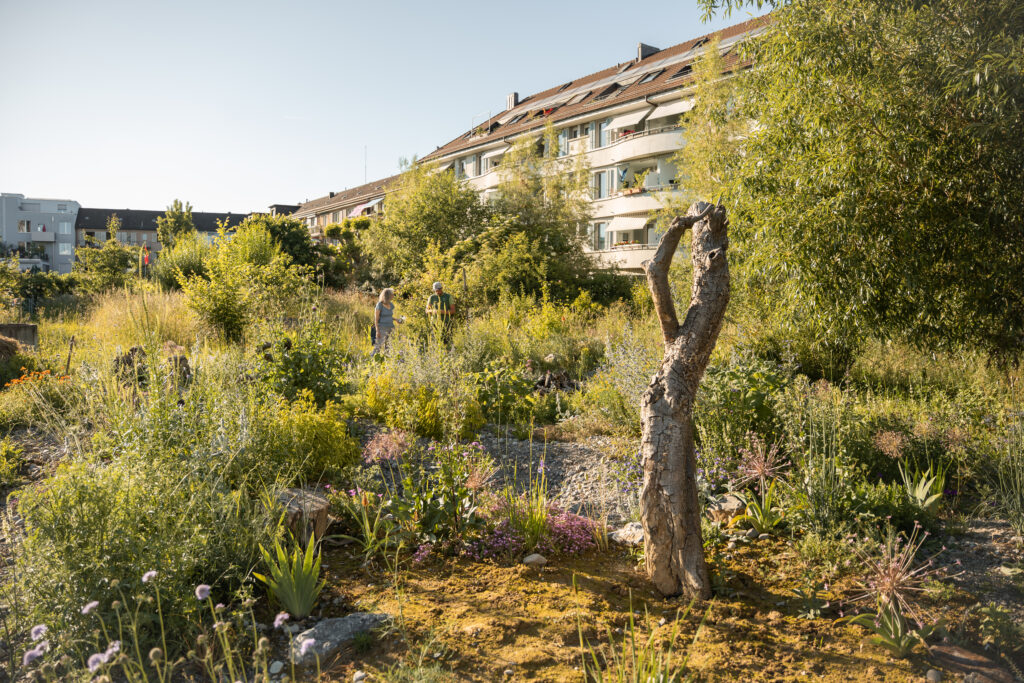 Direkt neben dem Gemüsegarten hat der Verein ein Wildbienenparadies angelegt mit Sandflächen, Totholz und einer Vielfalt einheimischer Pflanzenarten. Binding Anerkennungspreis 2025. © Stefanie Würsch