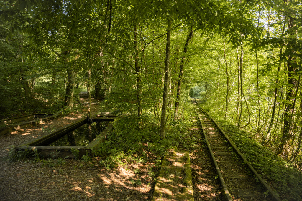 Seit der Einstellung des Tonabbaus im Jahr 1998 erobert die Natur das Gelände der Eriwis zurück. Binding Preis für Biodiversität 2025.
© Stefanie Würsch