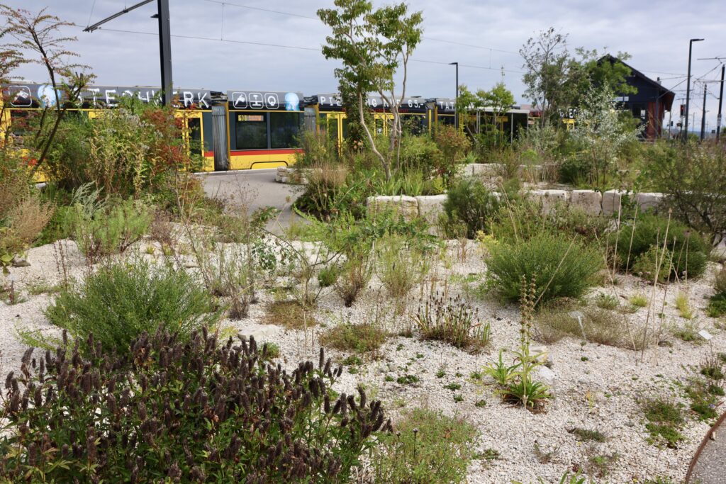 Die Tramschleife in Rodersdorf wurde biodivers aufgewertet, um auch für den Menschen eine attraktive Fläche zu schaffen.