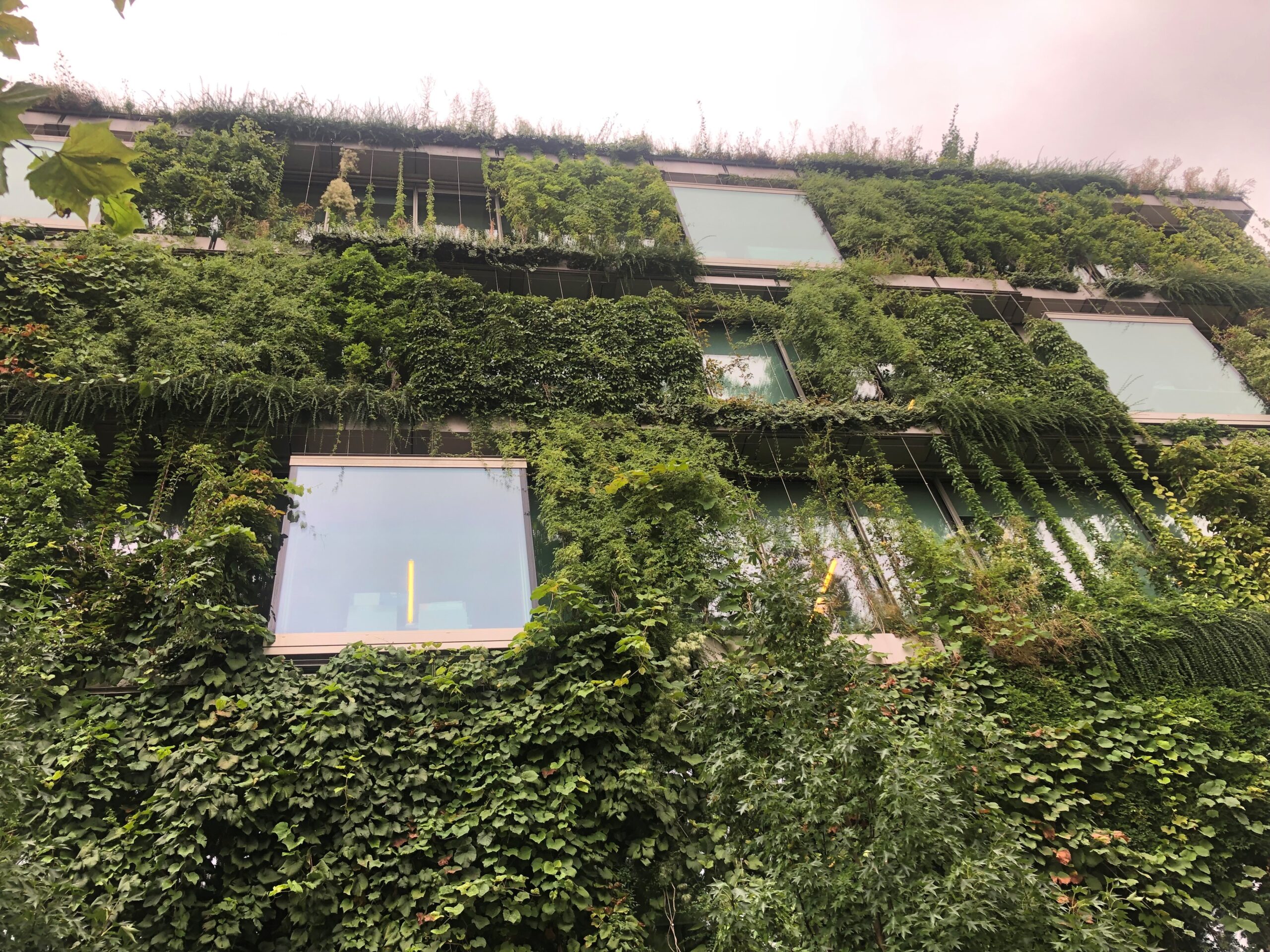 Fassadenbegrünung-LenaWunderlin