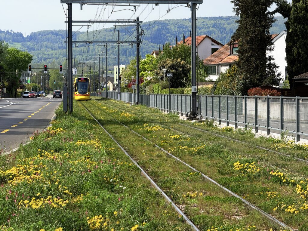 Ein artenreich begrüntes Tramgleis der BLT.